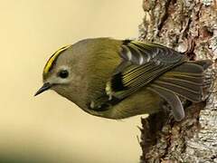 Goldcrest