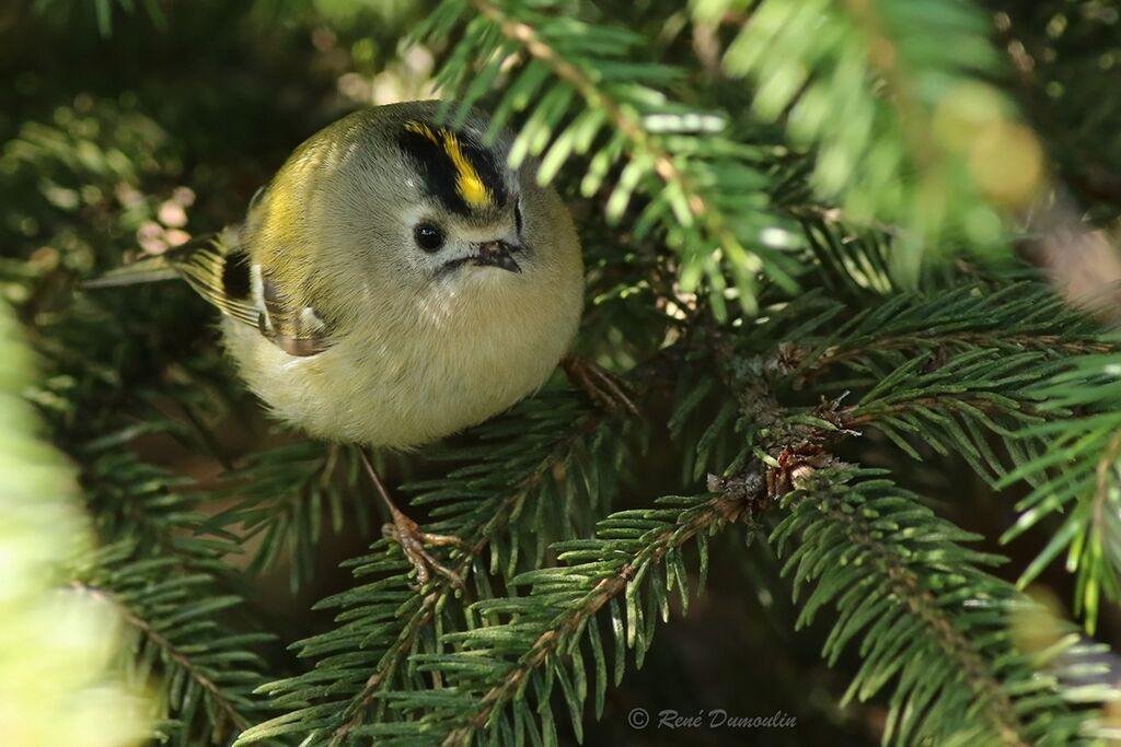 Goldcrestadult, identification