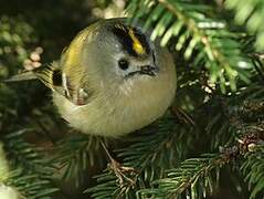 Goldcrest