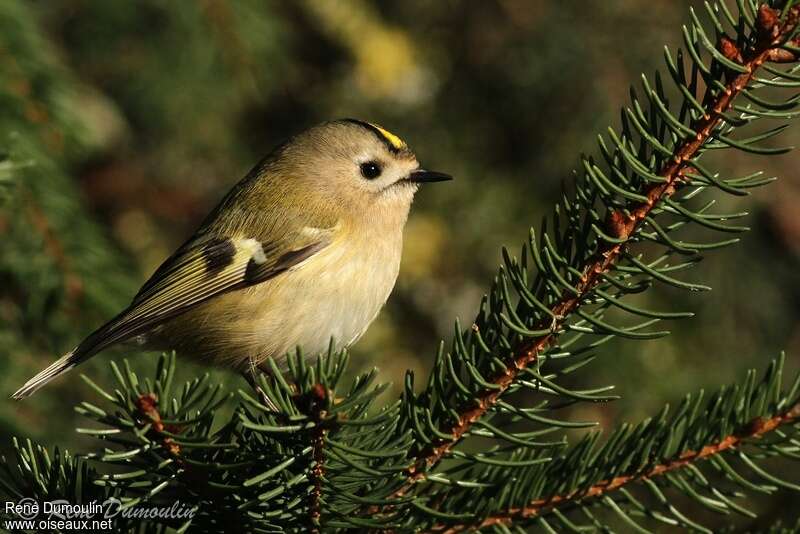 Goldcrestadult, identification