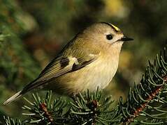 Goldcrest