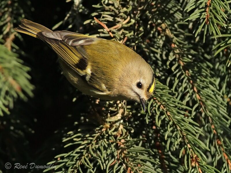 Goldcrestadult post breeding, identification