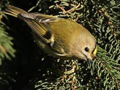 Goldcrest