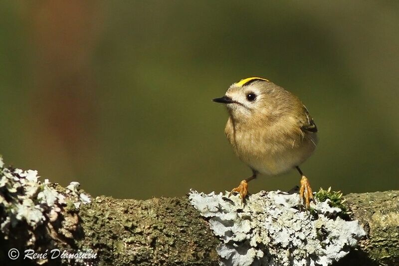 Goldcrestadult, identification