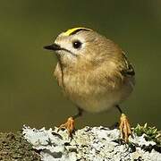 Goldcrest