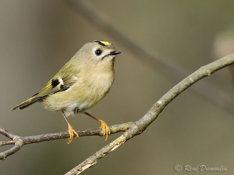 Goldcrestadult, identification