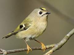 Goldcrest