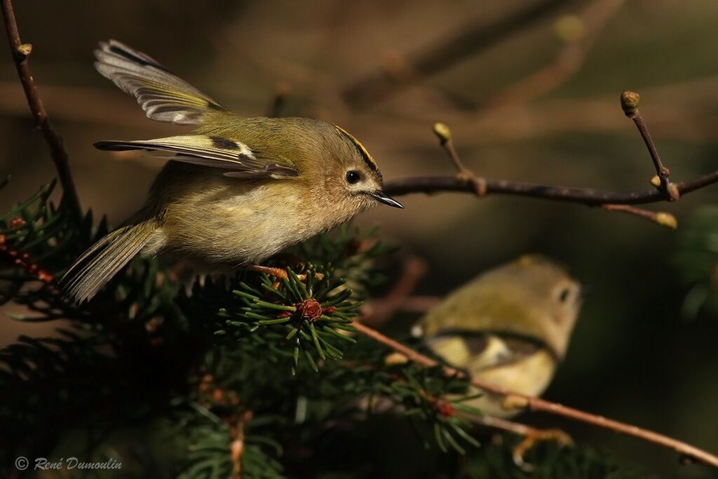 Goldcrestadult post breeding, identification