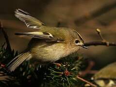 Goldcrest