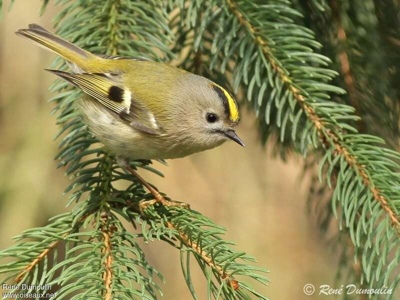 Goldcrest female adult breeding, identification