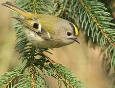 Goldcrest