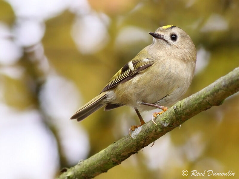 Goldcrestadult, identification