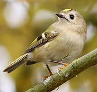 Goldcrest