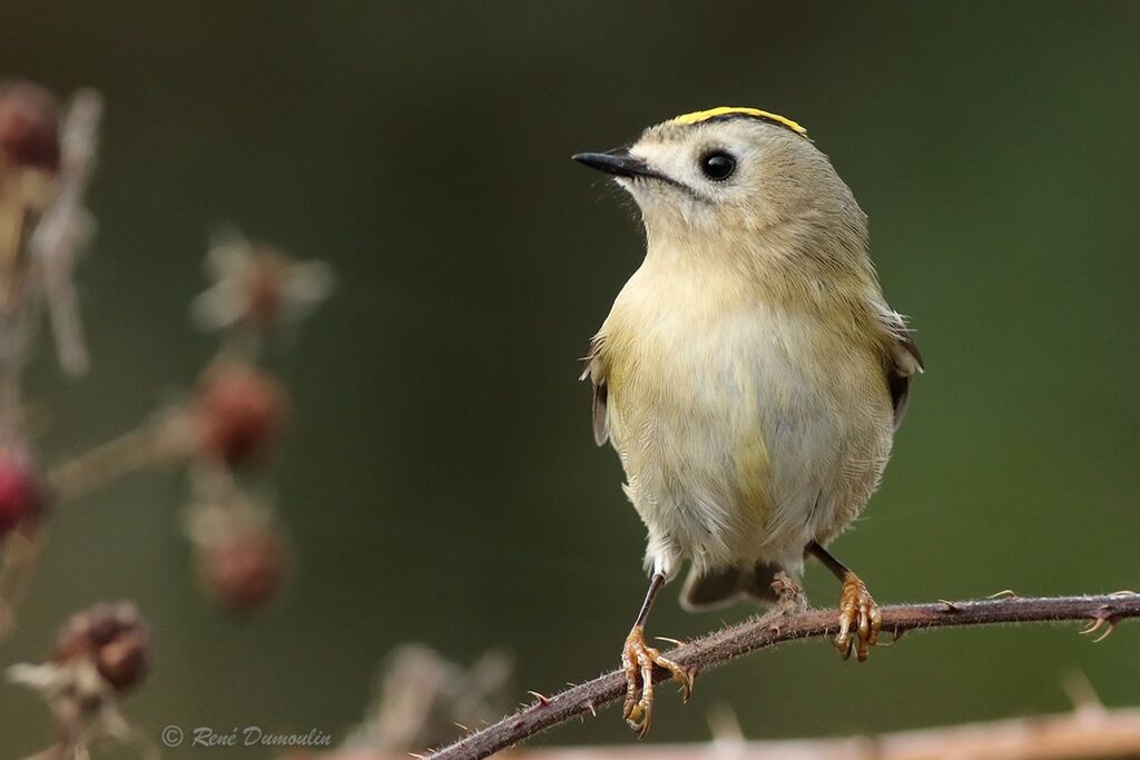 Goldcrest, identification