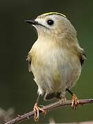 Goldcrest