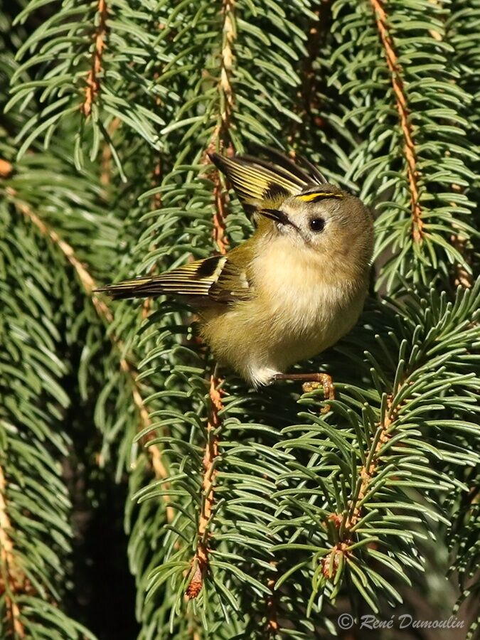 Goldcrestadult, identification