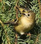 Goldcrest