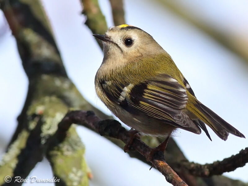 Goldcrestadult, identification