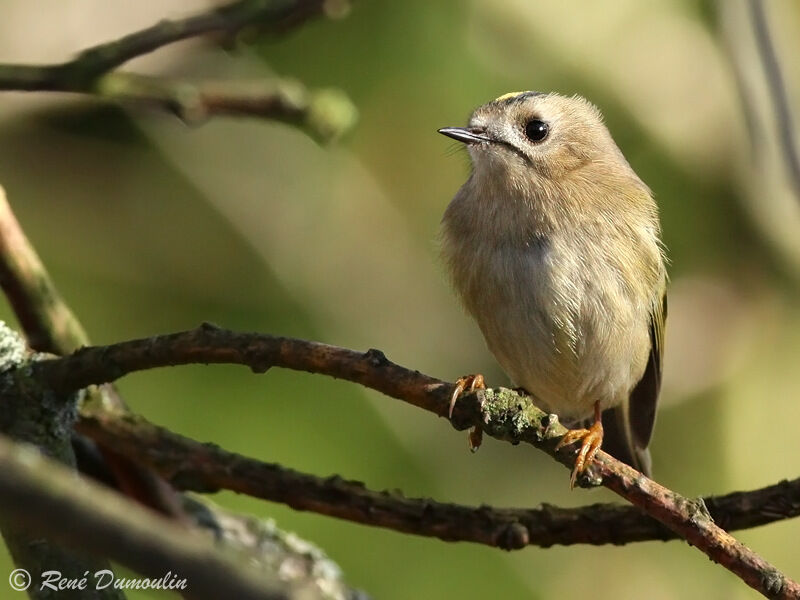 Goldcrest