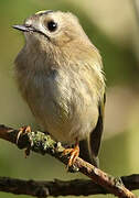 Goldcrest