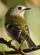 Goldcrest