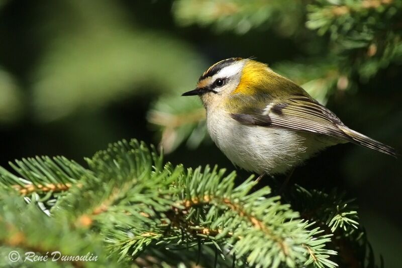 Common Firecrest male, identification