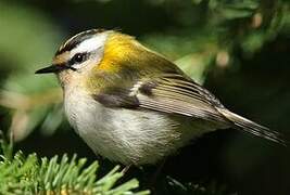 Common Firecrest