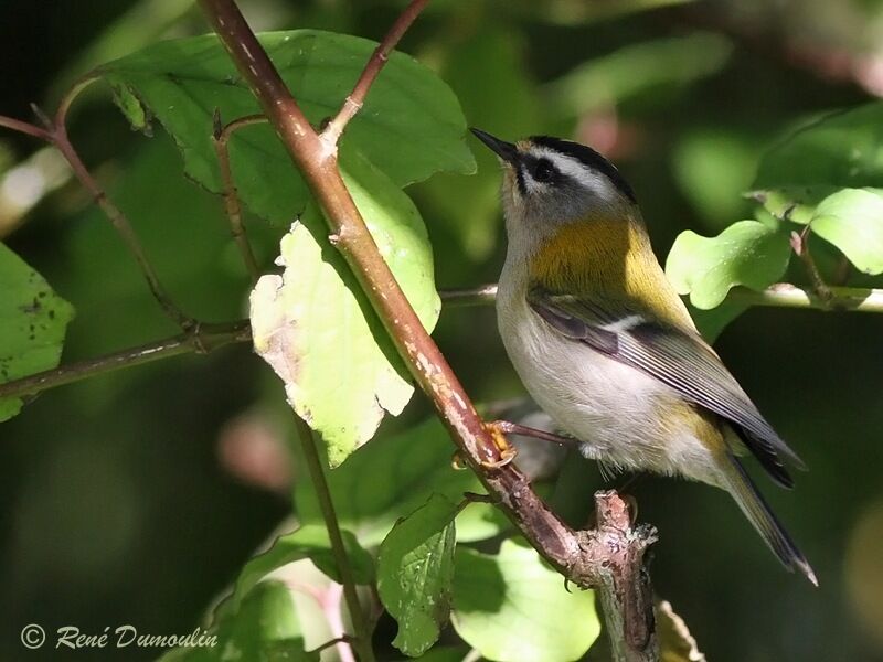 Common Firecrestadult, identification