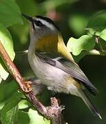 Common Firecrest