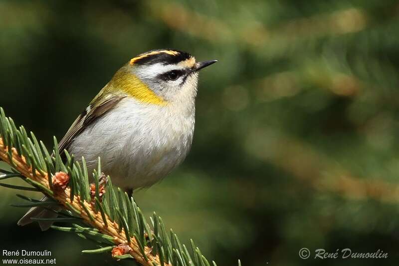 Common Firecrest male adult, identification