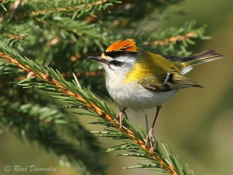 Common Firecrest male adult, identification