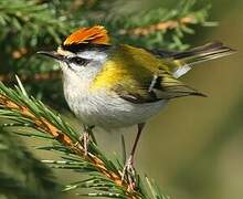 Common Firecrest