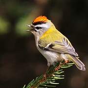 Common Firecrest