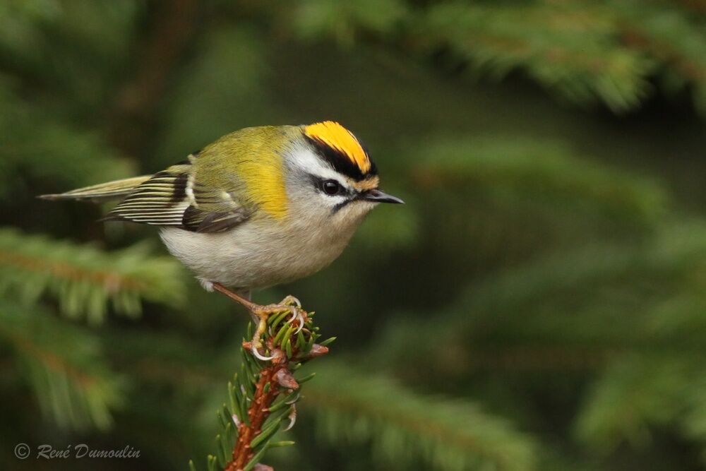 Common Firecrest male adult breeding, identification