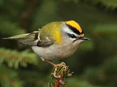 Common Firecrest