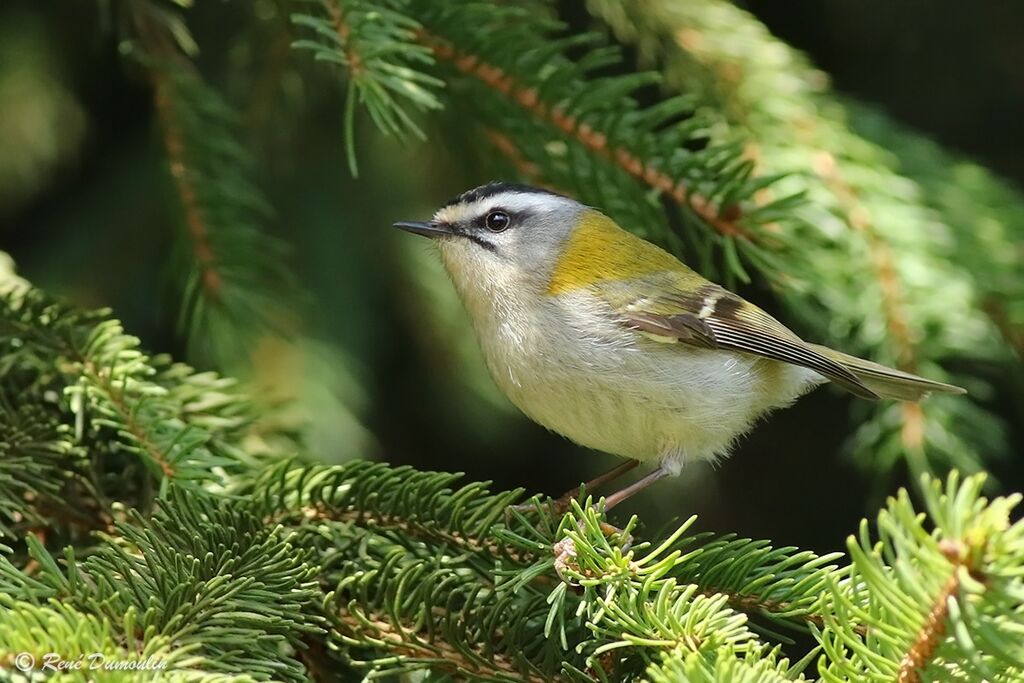 Common Firecrest female adult breeding, identification