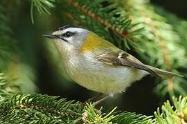 Common Firecrest