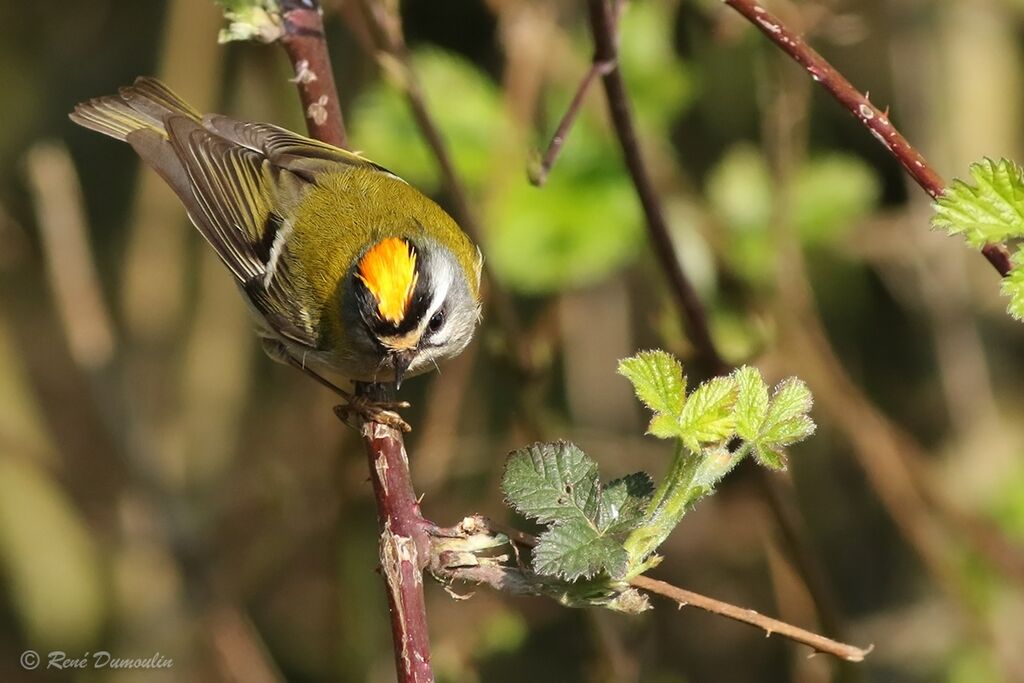 Common Firecrest male adult breeding, identification