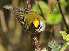 Common Firecrest