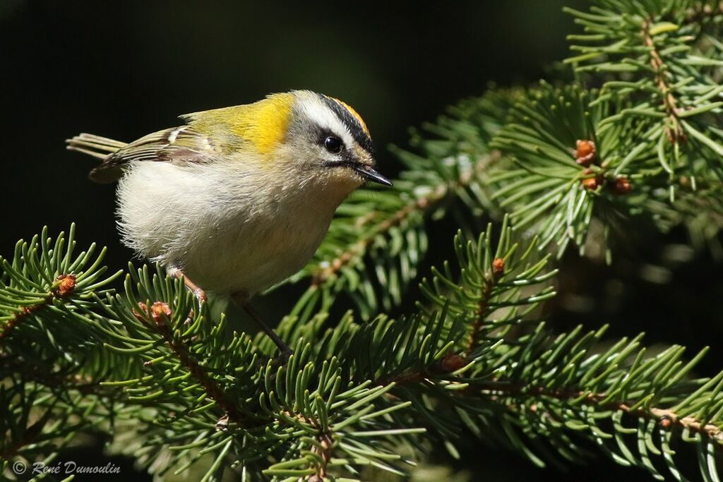 Common Firecrest male adult breeding, identification