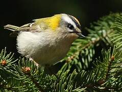 Common Firecrest