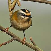 Common Firecrest