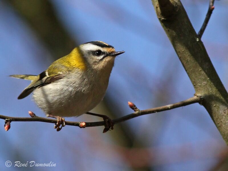 Common Firecrest male adult, identification