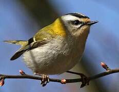 Common Firecrest