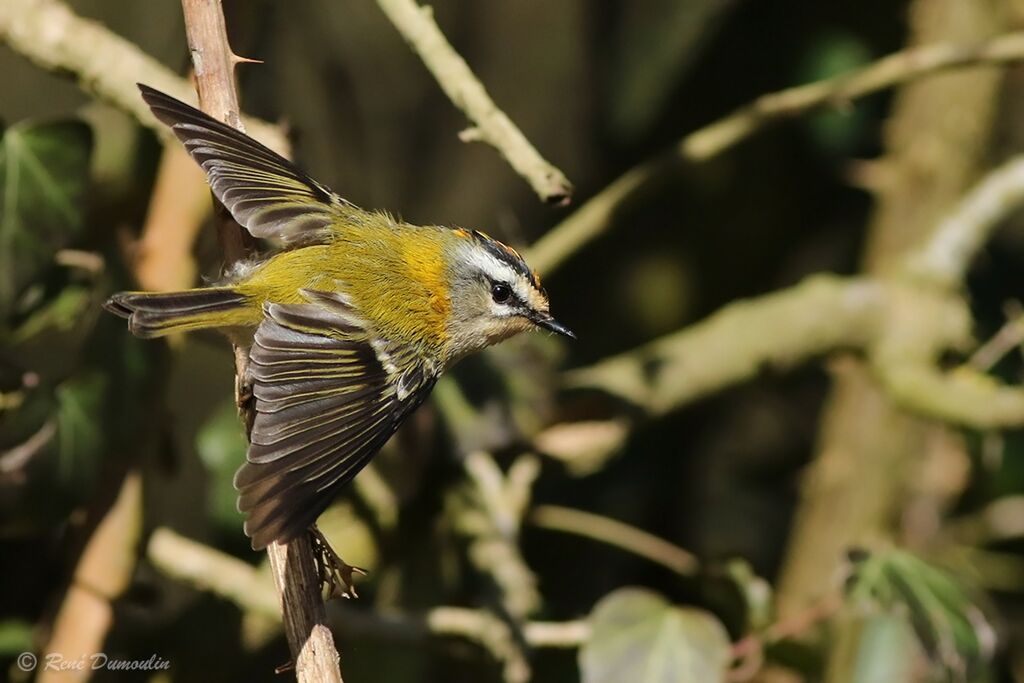 Common Firecrest male adult breeding, Flight