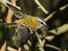 Common Firecrest