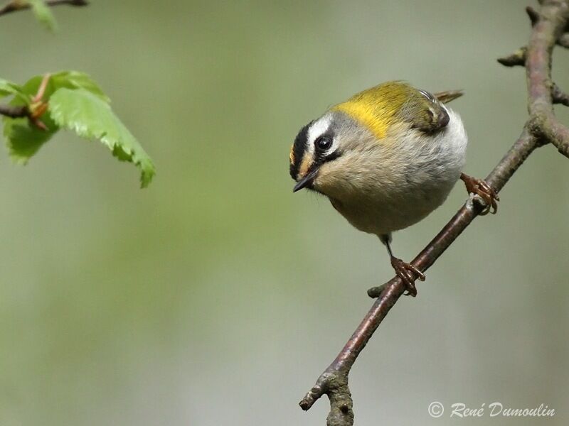 Roitelet triple-bandeau mâle adulte, identification