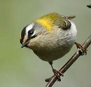 Common Firecrest