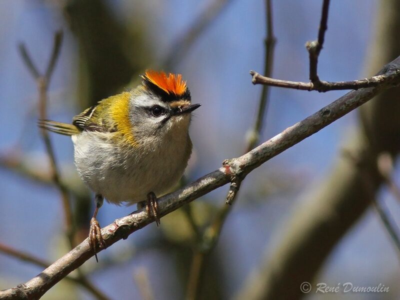 Common Firecrest male adult breeding, identification