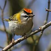 Common Firecrest